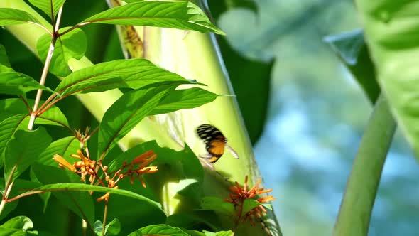 Orange and Black Dottet Tropical Butterfly Flapping its Wings Slow Motion