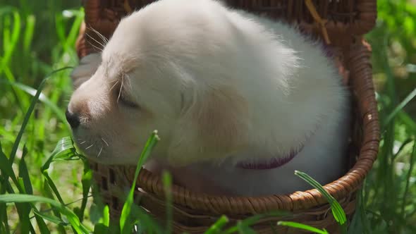 Labrador Puppy in Basket