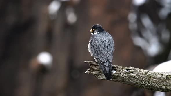 Peregrine Falcon Video Clip