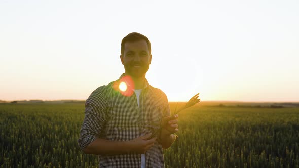 Farmer Hold Ears of Wheat Study the Grain on the Field