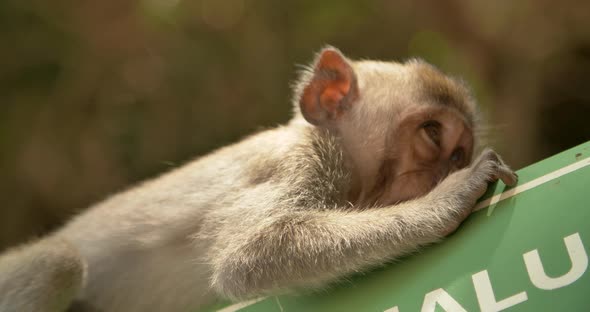 Funny Monkey Eats Road Sign Bali Indonesia