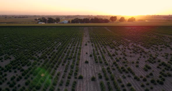 Hemp field with baby plants under an orange sky.