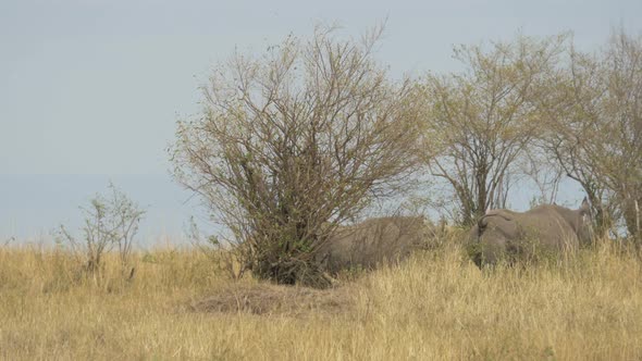 Two rhinos running between bushes