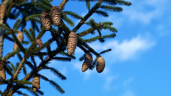 Green spruce branches close up with cones. Spruce branches against a blue sky.