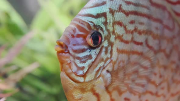 Fish Discus Swiming in Aquarium