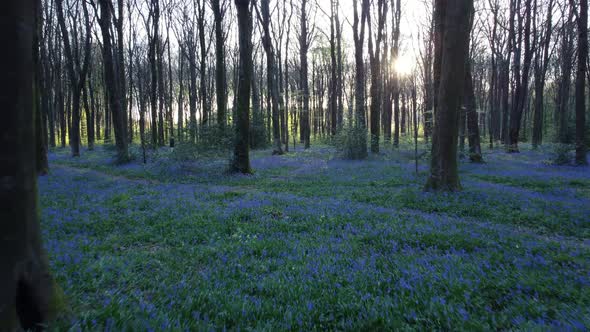 bluebell woods drone low level