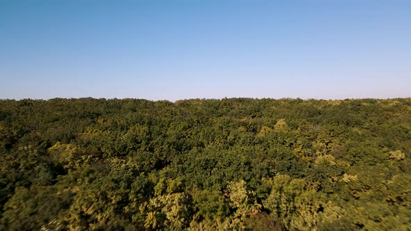 Colorful Autumn Forest Forests Drone Flight Over Beautiful Autumn Forests