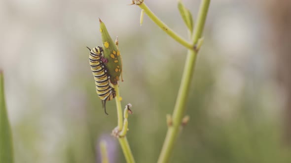 Caterpillars on stems of flowers