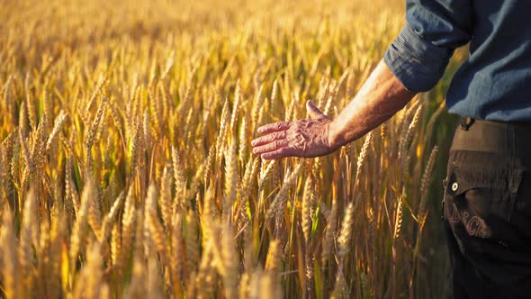 Farmer walks through a wheat field