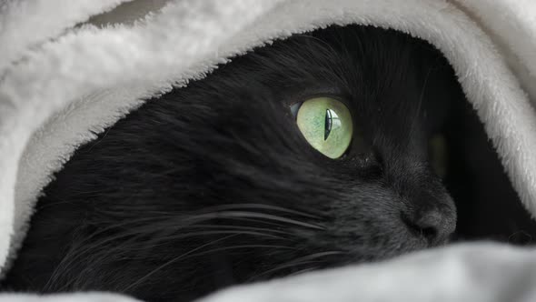 Black Fluffy Cat with Green Eyes Lies Wrapped in a Blanket