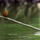 Kingfisher diving into water - VideoHive Item for Sale