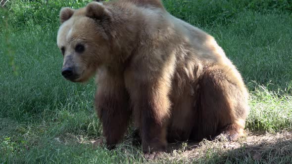 Large brown bear portrait (Ursus arctos beringianus)