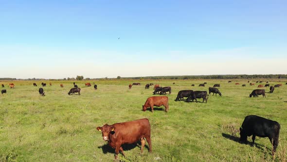 in Meadow on Green Grassy Field Many Brown and Black Pedigree Breeding Cows Bulls are Grazing