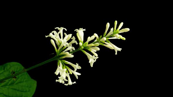 Time Lapse of Blooming White Lilac Brush on Black Background  Video Alpha Channel
