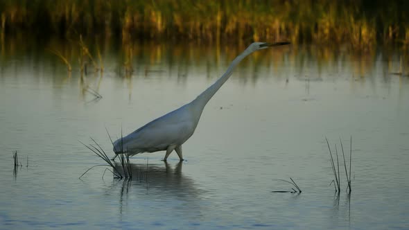 Great egret, Ardea alba, Camargue, France
