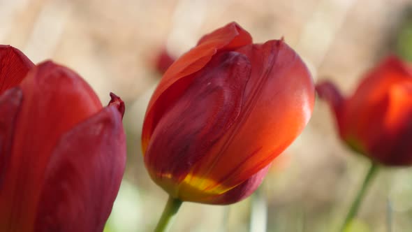 Flower   Tulipa gesneriana in the garden 4K 2160 30fps UltraHD footage - Didier tulip lily plant bul