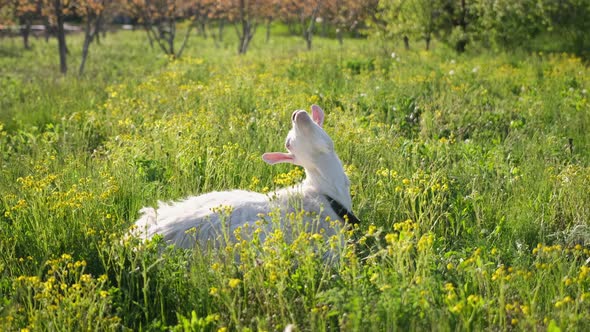 Mature Goat on Pasture at Sunny Summer Day