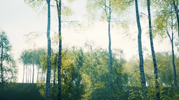 White Birch Trees in the Forest in Summer