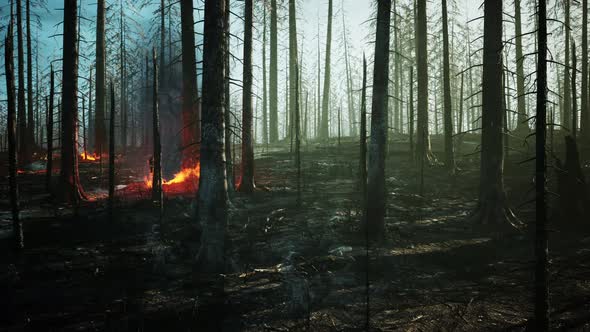 Forest Fire with Burned Trees After Wildfire