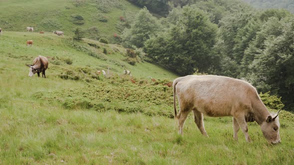 Herd of Brown Cattles on Green Mountain Slope in Summer Day