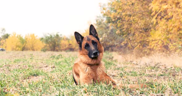 Purebred German Shepherd Dog Resting in Dry Grass Near the Forest