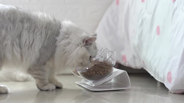 Cute Persian Cat Eating Food From Bowl On Floor