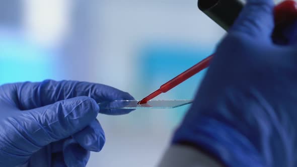 Laboratory Assistant Pipetting Drop of Blood to Slide, Genetics Research Lab