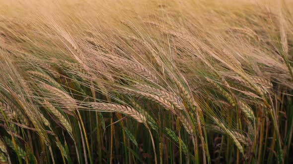 Corn Swaying In Breeze At Sunset