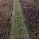 Road in the field - VideoHive Item for Sale