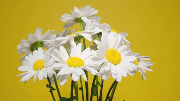 Bouquet Chamomile Flowers on Yellow Background