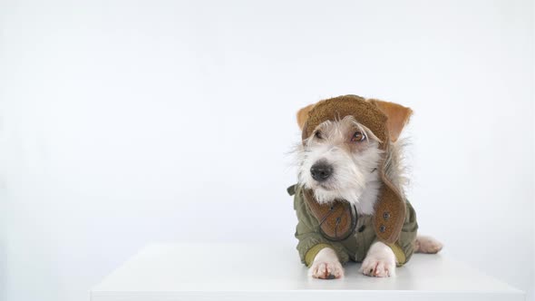 Jack Russell Terrier is lying on the table in a tank cap