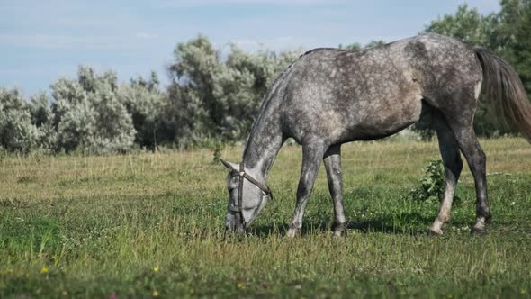 Gray Horse Grazes on a Green Field in Slow Motion