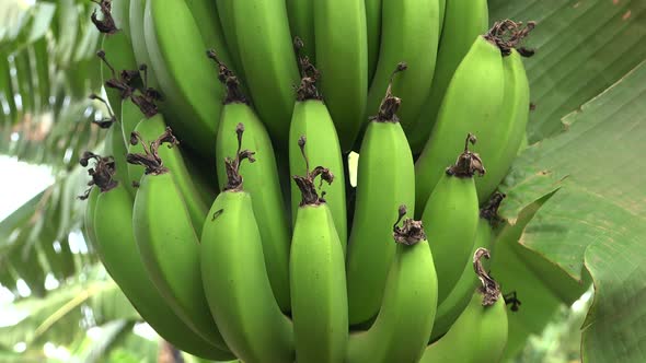 Bundles of Green Unripe Fresh Bananas Growing on a Banana Tree