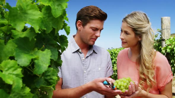 Couple harvesting grapes in vineyard