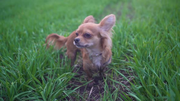 Adorable Funny Dog Chihuahua Walking in the Green Field