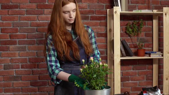 Beautiful Redhead Girl Looking After Flowers