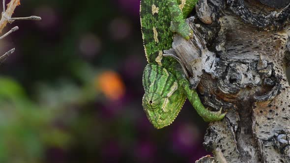 Green Common Chameleon in a Branch