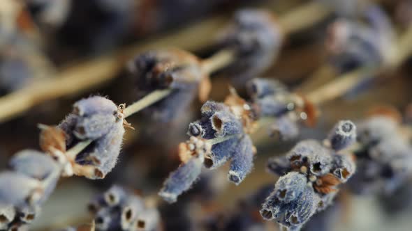 Lavender Decorative Dry Flowers Closeup