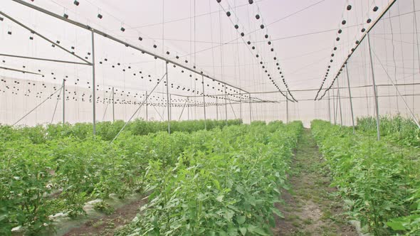 Vegetables growing in a greenhouse