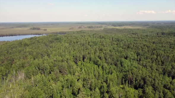 Aerial Flight Over the Beautiful Ancient Swamp and Coniferous Forest