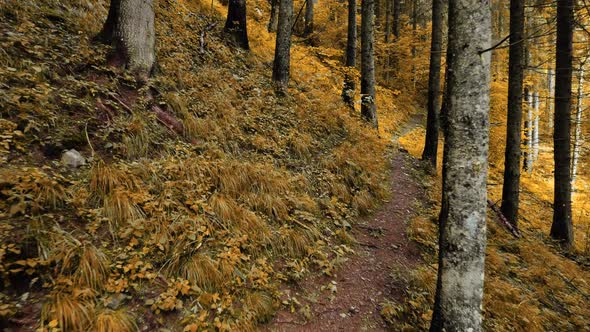 Magical Autumn Forest in the Morning Time