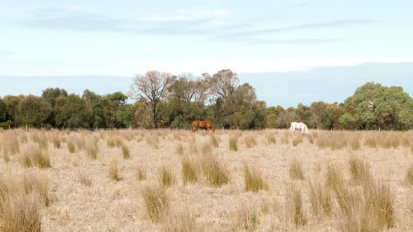 A chestnut and a palomino horse grazing in a dry Australian paddock. WIDE SHOT.