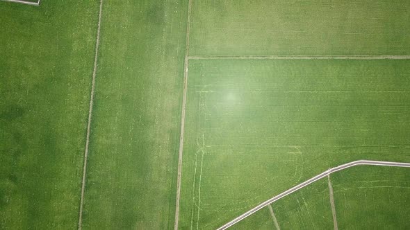 Drone fly over the rice field