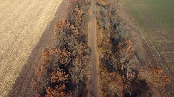 Landscape View of Dirt Rural Road Between Trees Among Fields on Sunny Autumn Day