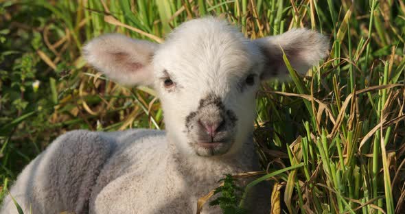 Lamb of Domestic sheeps ( merinos d Arles), grazing in the vineyards, Occitanie, France