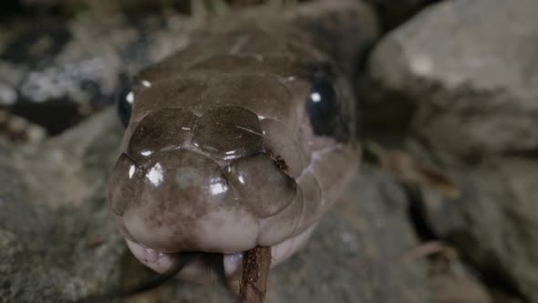 Brazilian smooth snake - close up macro of a false water cobra