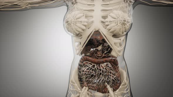 Human Digestive System Parts and Functions alt