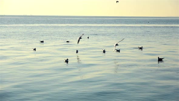 Seagulls Landing In Water