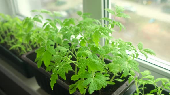 Elderly Woman Sprays Tomato Seedlings with Water Standing at Home on Windowsill