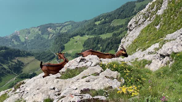 Two brown mountain goats enjoying the magnificent panorama view in Switzerland.